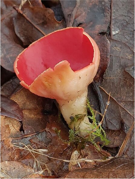 FUNGUS 完売間近！！ Crust Fungus - Life and Opinions - Life and Opinions